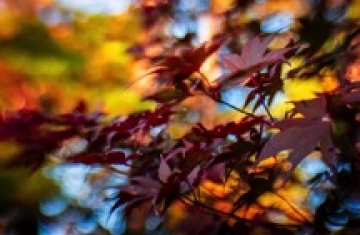 Life Force Cancer Foundation Supporting people dealing with cancer since 1993